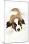 St Bernard Dog 14 Week Old Puppy-null-Mounted Photographic Print