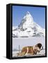 St. Bernard Dog and Matterhorn From Atop Gornergrat, Switzerland, Europe-Michael DeFreitas-Framed Stretched Canvas