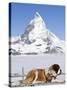 St. Bernard Dog and Matterhorn From Atop Gornergrat, Switzerland, Europe-Michael DeFreitas-Stretched Canvas