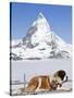St. Bernard Dog and Matterhorn From Atop Gornergrat, Switzerland, Europe-Michael DeFreitas-Stretched Canvas