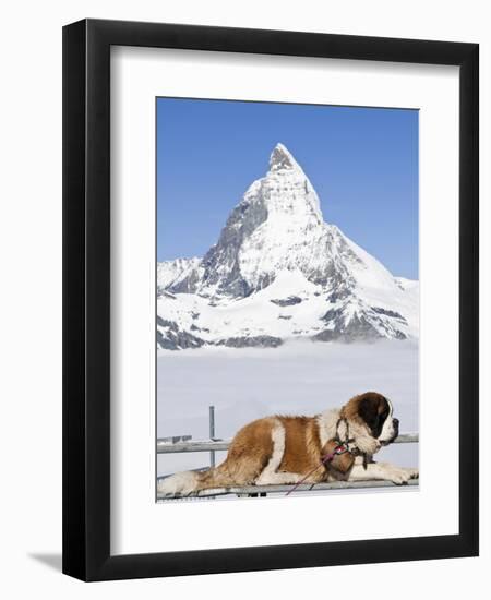 St. Bernard Dog and Matterhorn From Atop Gornergrat, Switzerland, Europe-Michael DeFreitas-Framed Photographic Print