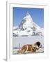 St. Bernard Dog and Matterhorn From Atop Gornergrat, Switzerland, Europe-Michael DeFreitas-Framed Photographic Print