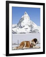 St. Bernard Dog and Matterhorn From Atop Gornergrat, Switzerland, Europe-Michael DeFreitas-Framed Photographic Print