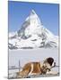 St. Bernard Dog and Matterhorn From Atop Gornergrat, Switzerland, Europe-Michael DeFreitas-Mounted Photographic Print