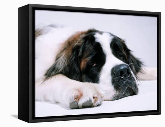 St. Bernard Dog, September 1976-null-Framed Stretched Canvas