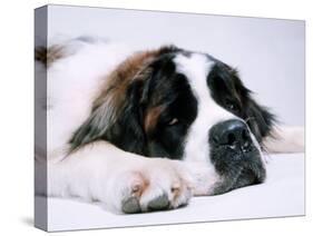 St. Bernard Dog, September 1976-null-Stretched Canvas