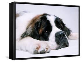 St. Bernard Dog, September 1976-null-Framed Stretched Canvas