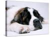 St. Bernard Dog, September 1976-null-Stretched Canvas