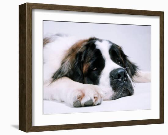 St. Bernard Dog, September 1976-null-Framed Premium Photographic Print