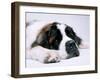 St. Bernard Dog, September 1976-null-Framed Premium Photographic Print