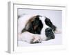 St. Bernard Dog, September 1976-null-Framed Premium Photographic Print