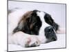 St. Bernard Dog, September 1976-null-Mounted Premium Photographic Print