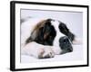 St. Bernard Dog, September 1976-null-Framed Photographic Print