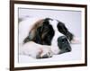 St. Bernard Dog, September 1976-null-Framed Photographic Print