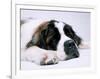 St. Bernard Dog, September 1976-null-Framed Photographic Print