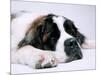 St. Bernard Dog, September 1976-null-Mounted Photographic Print