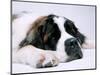 St. Bernard Dog, September 1976-null-Mounted Photographic Print