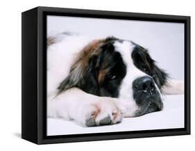 St. Bernard Dog, September 1976-null-Framed Stretched Canvas