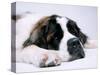 St. Bernard Dog, September 1976-null-Stretched Canvas