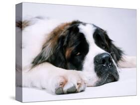 St. Bernard Dog, September 1976-null-Stretched Canvas