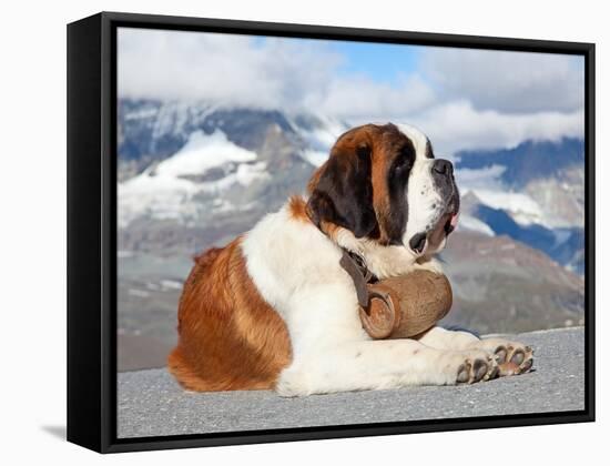 St. Bernard Dog with Keg Ready for Rescue Operation-swisshippo-Framed Stretched Canvas