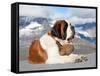 St. Bernard Dog with Keg Ready for Rescue Operation-swisshippo-Framed Stretched Canvas