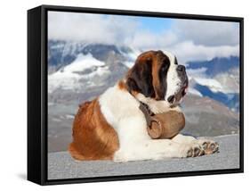 St. Bernard Dog with Keg Ready for Rescue Operation-swisshippo-Framed Stretched Canvas