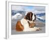 St. Bernard Dog with Keg Ready for Rescue Operation-swisshippo-Framed Photographic Print