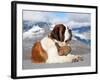 St. Bernard Dog with Keg Ready for Rescue Operation-swisshippo-Framed Photographic Print