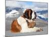 St. Bernard Dog with Keg Ready for Rescue Operation-swisshippo-Mounted Photographic Print