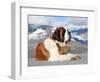 St. Bernard Dog with Keg Ready for Rescue Operation-swisshippo-Framed Photographic Print