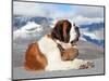 St. Bernard Dog with Keg Ready for Rescue Operation-swisshippo-Mounted Photographic Print