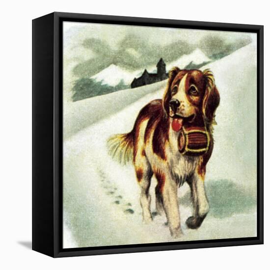 St Bernard Dog-McConnell-Framed Stretched Canvas