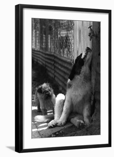 St Bernard Drinking from a Tap-Thomas Fall-Framed Photographic Print
