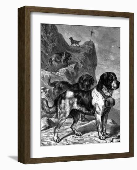 St Bernard Mountain Rescue Dogs with Flasks of Brandy on their Collars, C1880-null-Framed Giclee Print