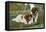 St. Bernard Puppies-null-Framed Stretched Canvas