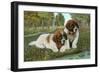 St. Bernard Puppies-null-Framed Art Print