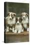 St. Bernard Puppies-null-Stretched Canvas