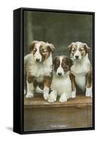 St. Bernard Puppies-null-Framed Stretched Canvas