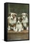 St. Bernard Puppies-null-Framed Stretched Canvas