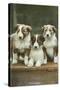 St. Bernard Puppies-null-Stretched Canvas