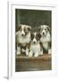 St. Bernard Puppies-null-Framed Art Print