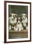 St. Bernard Puppies-null-Framed Art Print