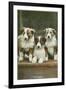 St. Bernard Puppies-null-Framed Art Print