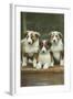 St. Bernard Puppies-null-Framed Art Print