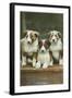 St. Bernard Puppies-null-Framed Art Print