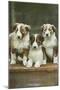 St. Bernard Puppies-null-Mounted Art Print