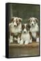 St. Bernard Puppies-null-Framed Stretched Canvas