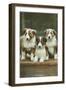 St. Bernard Puppies-null-Framed Art Print