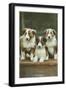 St. Bernard Puppies-null-Framed Art Print